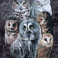 The Mountain Men's Owls T-Shirt